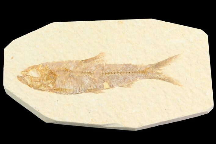 Detailed, Knightia Fossil Fish - Wyoming #78321